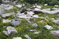 Flowers and Rocks 2824